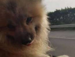 pomeranian dog for sale