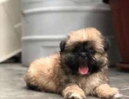 shih tzu puppy