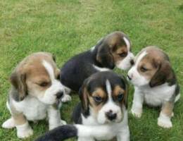 Sure cute Beagle puppies