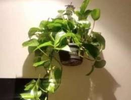 Money plant