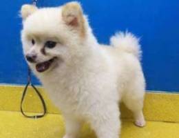 Pomeranian male & female for sale