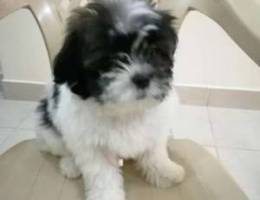 Shih tzu