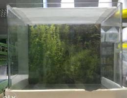 New aquarium only 10 BHD