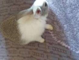 Small rabbit Ø§Ø±Ù†Ø¨ ØµØºÙŠØ±