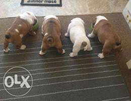 English Bulldog puppies available what's a...