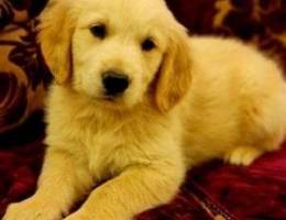 Golden Retriever