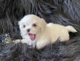 Maltese puppies available .whats app numbe...