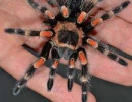 Pet Tarantula wanted