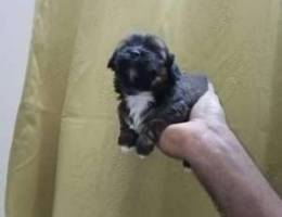 pure shih tzu 1 month old. very playful if...