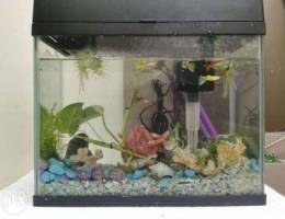 Fish with fish tank (Urgent sale)