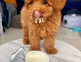 Toilet Trained Cute Toy Poodle Puppies Ava...