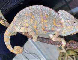 Chameleon for sale