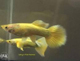 Golden Guppies-Bahrain breed