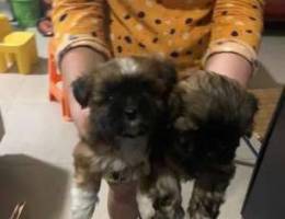 Shih Tzu for Sale