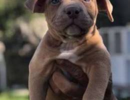 American bully puppy