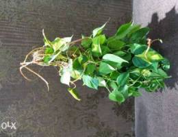 ÙÙ„Ø¯Ù†Ø¯Ø±Ù† Ø¨Ø±Ø§Ø²ÙŠÙ„ philodendron hederaceum bra...