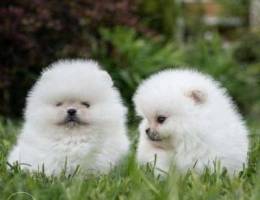 Stunning Pom Puppies Available