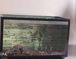 Aquarium for sale 60 cm lenth