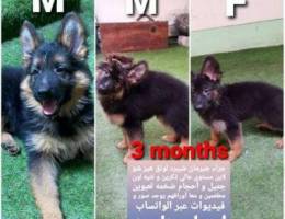 GSD Show line breed