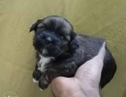 Pure mini shihtzu 1 month very playful act...