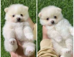 Puppy Pomeranian