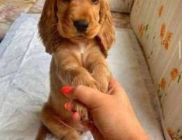 Cocker spaniel puppies