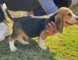 Imported Beagle Puppies