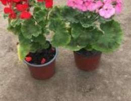 Flowering plants for sale