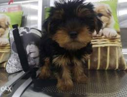 Yorkshire terrier