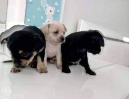 Puppies for sale