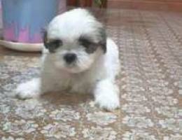 For sale Shih tzu Pure Dog