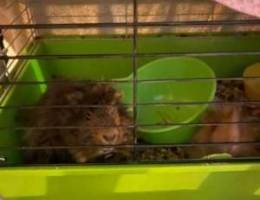 Guinea Pig Adult and young