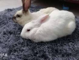 Rabbits for sale