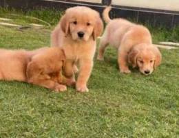 Quality Golden retriever puppies