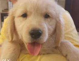 Very high quality male golden retriever 8 ...