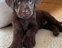 Labrador puppy