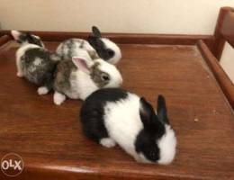 4 Rabbit babies for sale