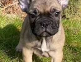 French bulldog