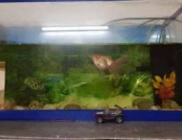 Fish tank with machine and 2 fishes