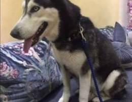 Ù‡Ø§Ø³ÙƒÙŠ Ù„Ù„Ø¨ÙŠØ¹ husky for sale