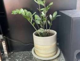 plant and plant pot