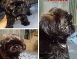 Pure shihtzu 1 month and 7 days