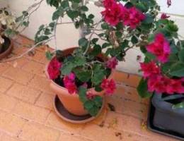 Bougainvillea