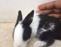 Young Rabbits for sale