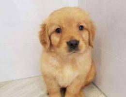 Golden retriever