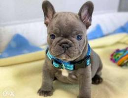 French bulldog puppies available in bahrai...