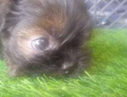 Shihtzu puppy