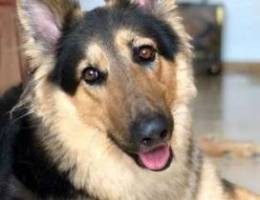 German Shepherd for adoption