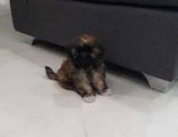 Little puppy for Sale , Shih tzu