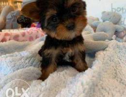 Yorkie puppies check whats app below